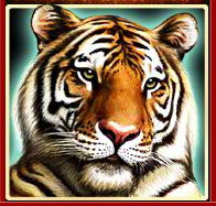 タイでもインドでも、お寺には、虎が必須。